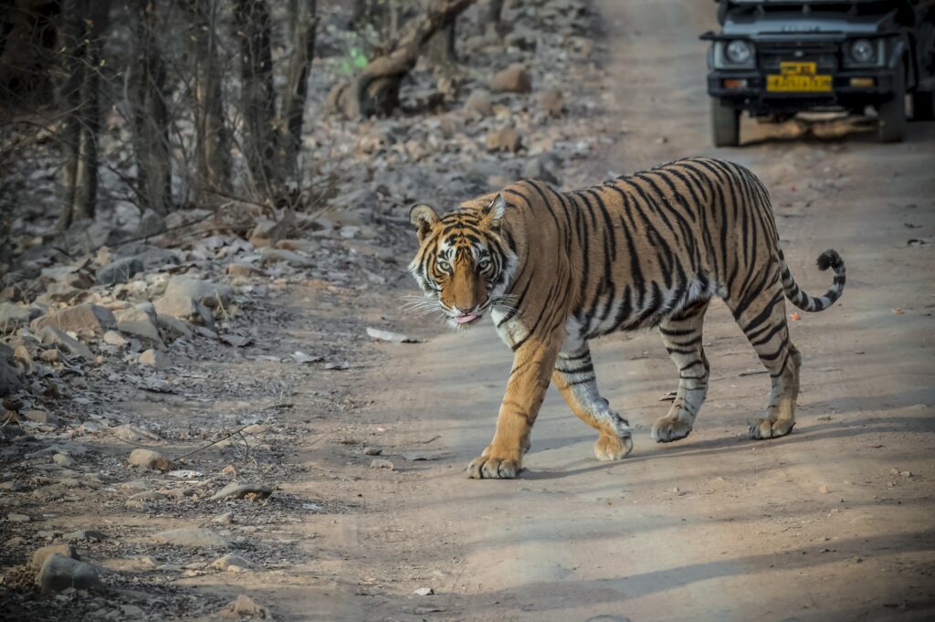 Tiger Crossing Road in Ranthambhore National Park - Majestic Wildlife Moment