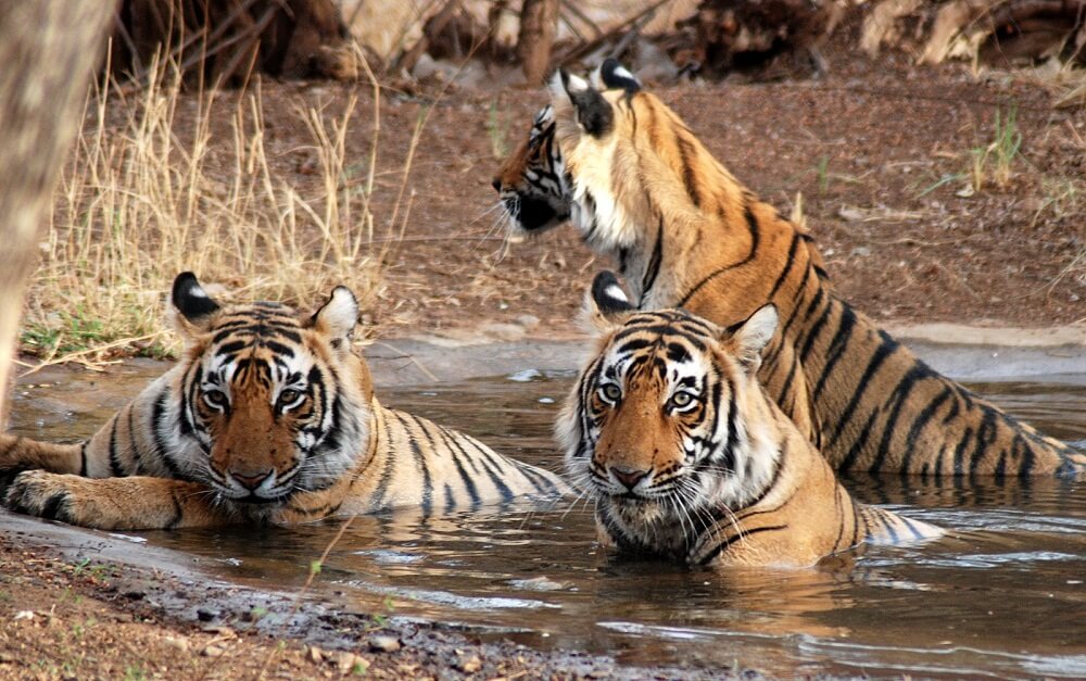 Family of tigers cooling off in a serene pond in Ranthambore National Park."