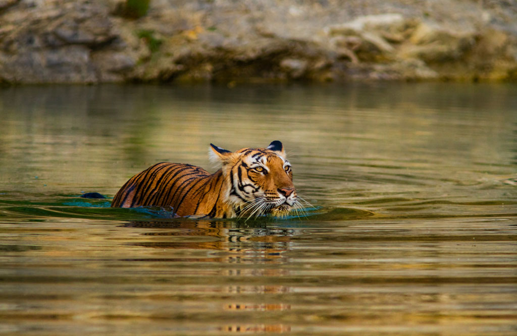 Ranthambore National Park: Majestic tiger swimming gracefully in a waterhole