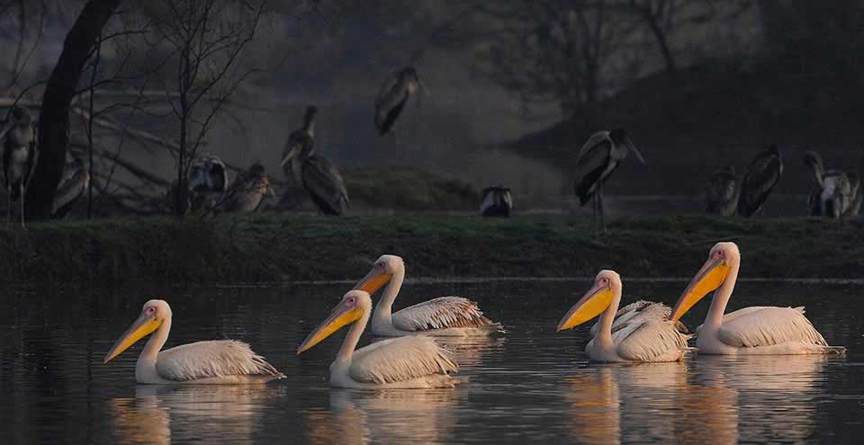 A serene view of a crane wading in the water at Bharatpur, showcasing the beauty of avian life in the region