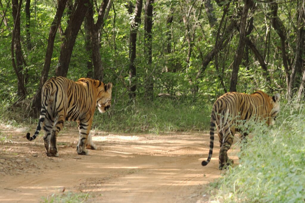 A captivating view of two majestic tigers in their natural habitat, showcasing the beauty of wildlife in Ranthambore