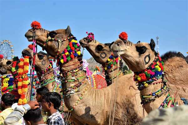 Pushkar Fair Camel - Beautifully Decorated with Colorful Garlands