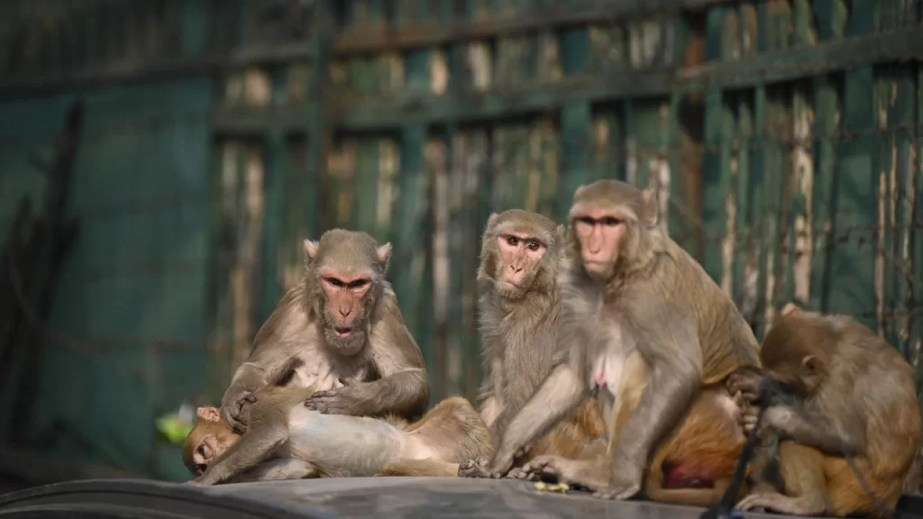 Five monkeys seated in a row, one resting on another's lap, with the majestic Galta Ji Temple in the background.