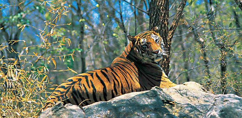 "Tiger sitting on rock and looking back in Nahargarh Biological Park, Jaipur