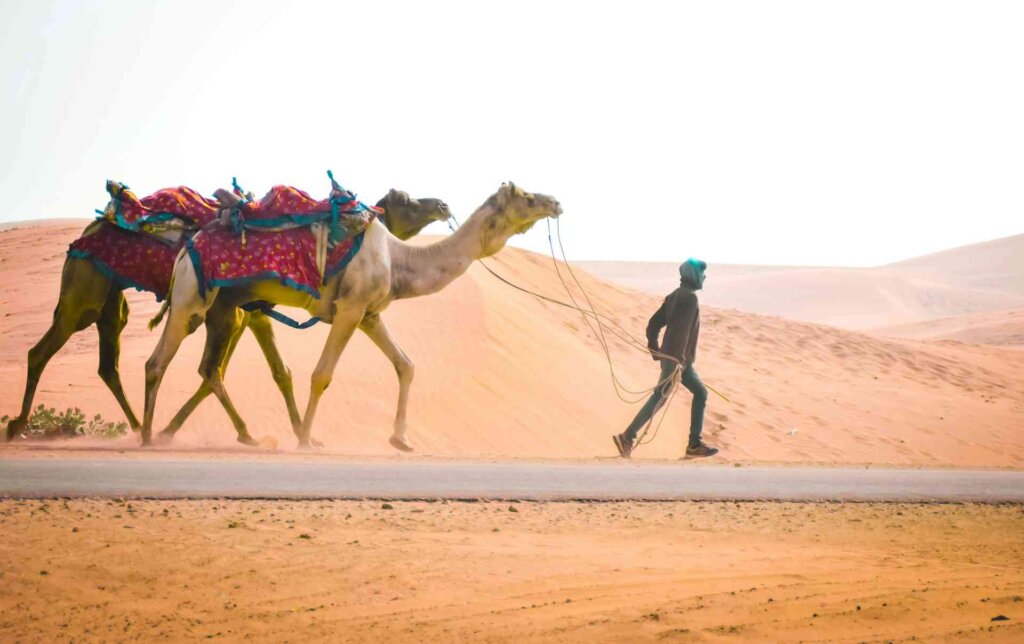 Man leading two camels by their reins on a paved road with sand dunes in the background