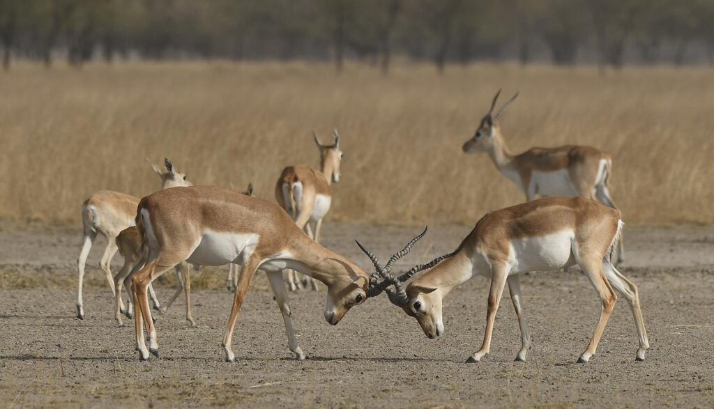 Two deer fighting while two others stand nearby in Talchhapar Sanctuary, illustrating wildlife activity in the reserve.