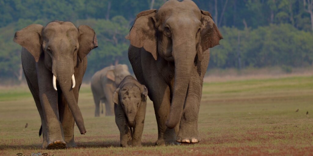 Elephant family in Jim Corbett National Park - Image by Wikimedia: A majestic scene of elephants in their natural habitat.