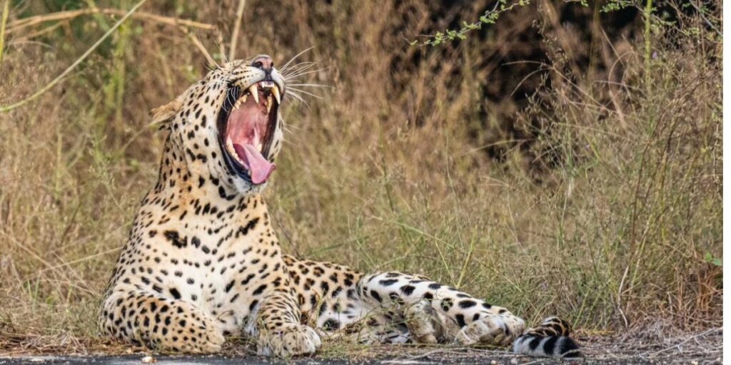 Leopard in natural habitat at Amagarh Safari, Jaipur