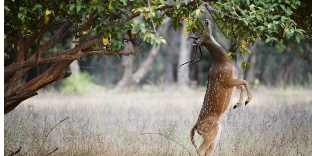 A deer standing on its hind legs attempting to eat leaves from a tree branch at Amagarh Leopard Safari.