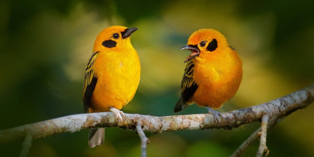 A colorful bird perched gracefully on a branch, showcasing nature's beauty.