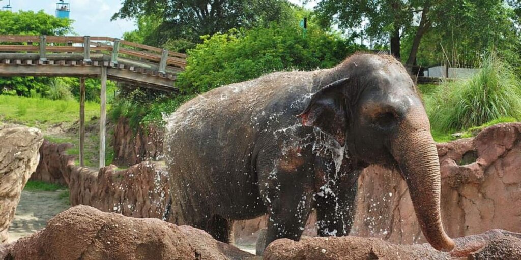 Jaipur Elephant Village: A baby elephant joyfully bathing, immersing in the refreshing water, capturing the innocence and charm of these gentle creatures.