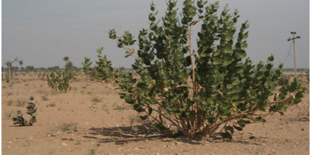 Image of a solitary tree in barren desert terrain, symbolizing the route from Jaisalmer to Longewala. (Image credit: Flickr)