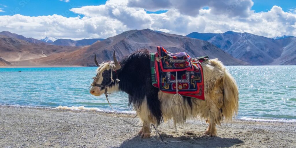 White yak standing near Pangong Lake, surrounded by the majestic Himalayan landscape.