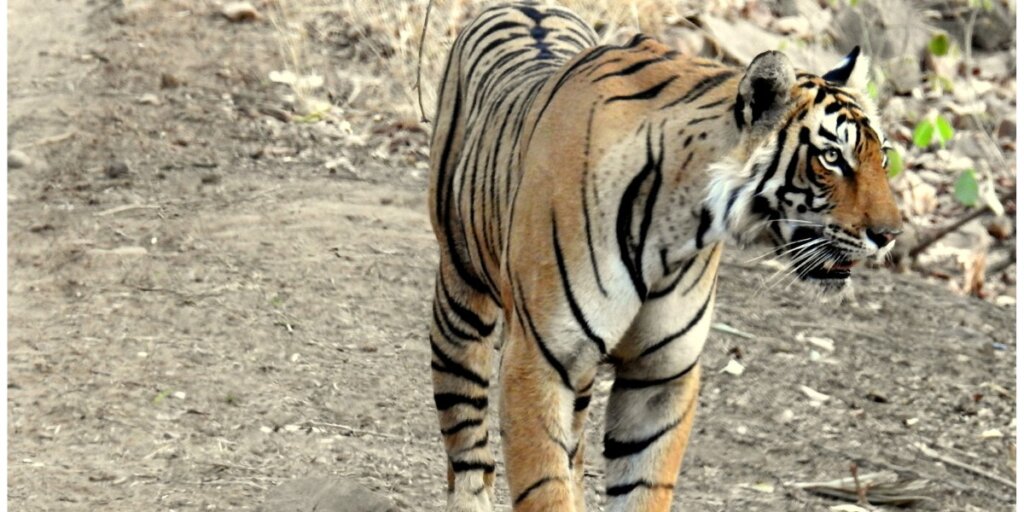 An image of a majestic Bengal tiger in Ranthambore Tiger Reserve, showcasing its powerful presence in the wilderness.