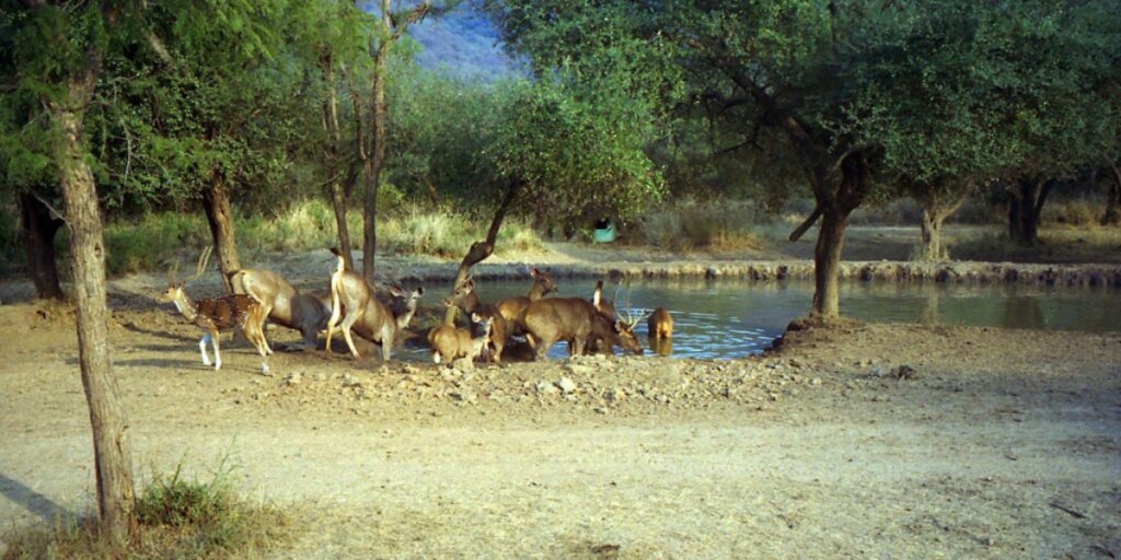 A herd of deer drinking water from a pond in Sariska, Alwar, showcasing serene wildlife in a group. Image by Flickr.