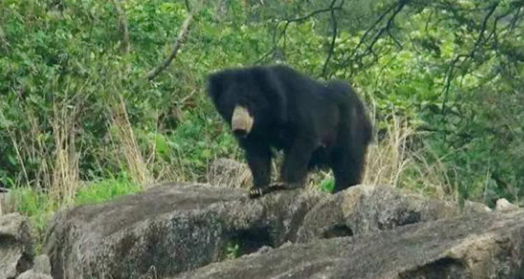 Image of Mount Abu Wildlife Sanctuary featuring a bear standing on a rocky outcrop amidst the lush greenery.