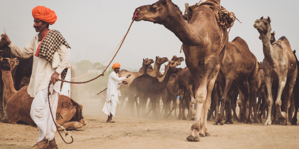 A group of camels being led during the Pushkar Camel Fair in Rajasthan. People dressed in traditional attire accompany the camels, adding to the vibrant atmosphere of the fair. The surrounding area is bustling with fair activities and crowds.